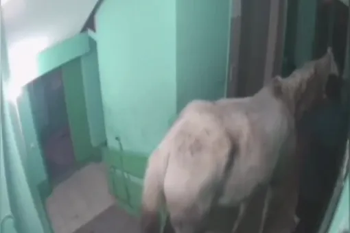 Житель Кемеровской области привел лошадь в многоэтажный дом, чтобы впечатлить жену и поздравить ее с 8 Марта