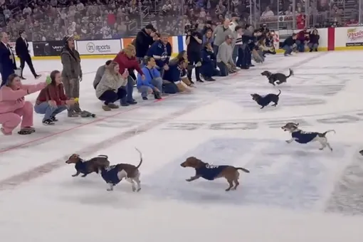 На хоккейном матче в США провели забег такс по льду На хоккейном матче в США провели забег такс по льду