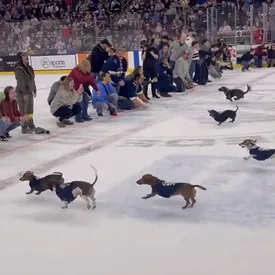 На хоккейном матче в США провели забег такс по льду На хоккейном матче в США провели забег такс по льду