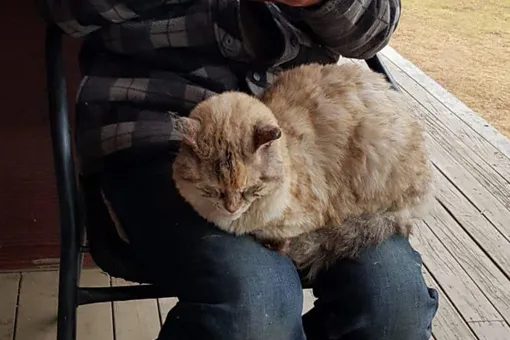 В Австралии кошка по кличке Ангел спустя неделю вернулась к хозяевам. Она выжила при пожаре