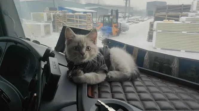 Смотреть