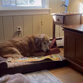 Ретривер по кличке Дюк стал звездой соцсетей благодаря забавной привычке «воровать» и уносить предметы в свою постель Ретривер по кличке Дюк стал звездой соцсетей благодаря забавной привычке «воровать» и уносить предметы в свою постель