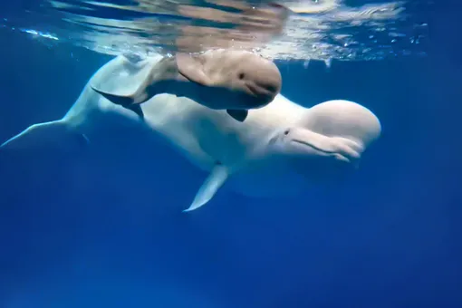 В России впервые в неволе родился детеныш белого кита