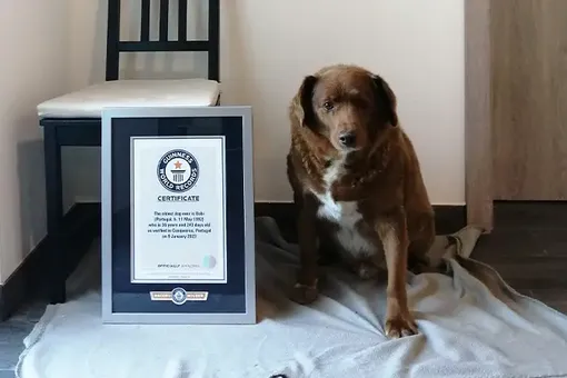 Книга рекордов Гиннесса уточнит возраст пса Боби, признанного самой старой собакой в истории. Ветеринары сомневаются, что он мог дожить до 31 года