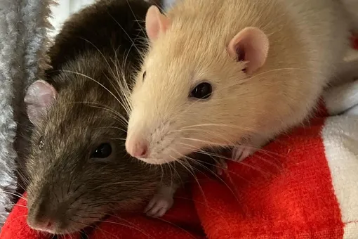 Пара из Канады приютила двух крыс и научила их водить мини-машинки