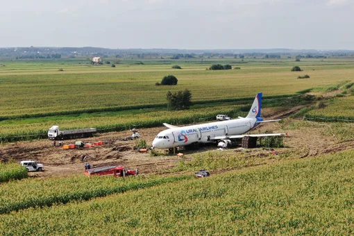 Пилотам и бортпроводникам самолета A321, приземлившегося в кукурузное поле, подарили квартиры