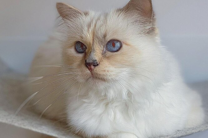 Кошка Карла Лагерфельда выпустила совместную коллекцию с брендом мебели для домашних животных (да)