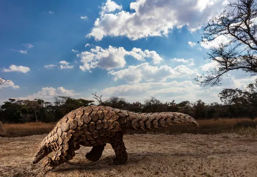 Победитель в категории «Мир природы и дикие животные» (Natural world & wildlife) — Брент Стиртон / Brent Stirton (Южная Африка), цикл «Панголины в кризисе» / Pangolins in Crisis Победитель в категории «Мир природы и дикие животные» (Natural world & wildelife) — Брент Стиртон / Brent Stirton (Южная Африка), цикл «Панголины в кризисе» / Pangolins in Crisis