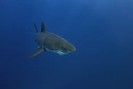 В Приморье на пляже нашли живую акулу. Отдыхающие начали с ней фотографироваться
