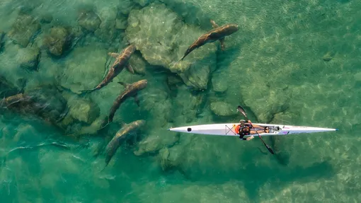 Shark Companion | Sport CommendedA lone kayaker is escorted by a group of sharks. Every year from December to April, a school of dusky sharks arrives to the area near the Hadera power station in Israel. The warm waters around the station attract fish and their predators – which in turn attract kayakers, scuba divers and swimmersPhotograph: Ido Meirovich/Drone Photography Awards 2021