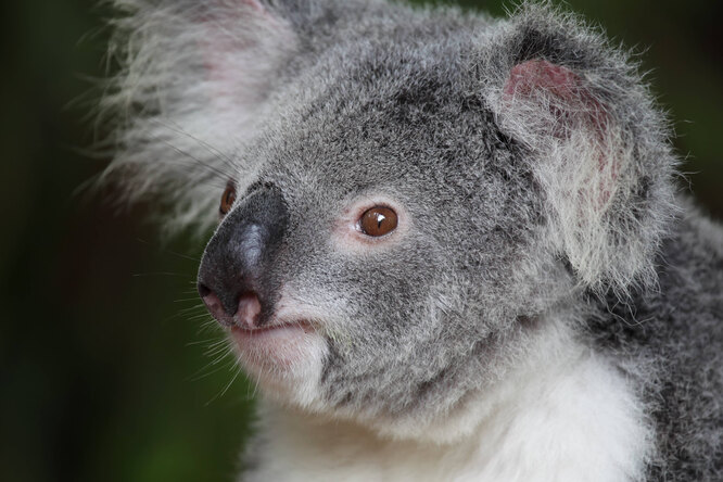 Популяция коал в Австралии за последние 3 года сократилась на 30%