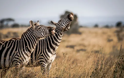 «Laughing Stock.» Zebra, Nairobi National Park, Kenya