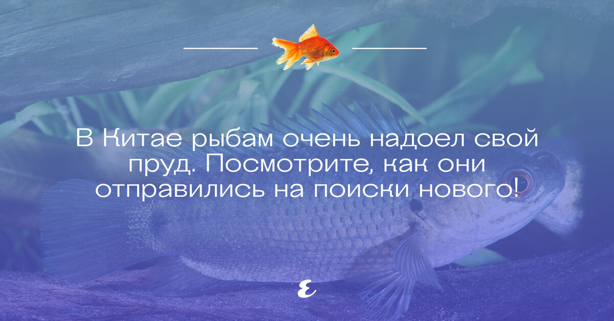 У людей память как у рыбки. Рыбы у которых очень короткая память.