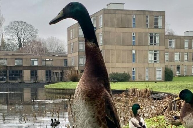 В сети завирусились фотографии огромной утки по кличке Лонг Бой. Она живет в кампусе Йоркского университета и снимается в социальной рекламе