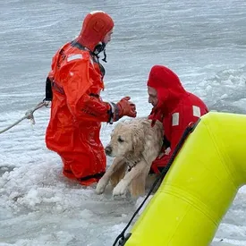 Пожарные спасли «самого холодного» лабрадора по кличке Феникс, провалившегося под лед во время прогулки