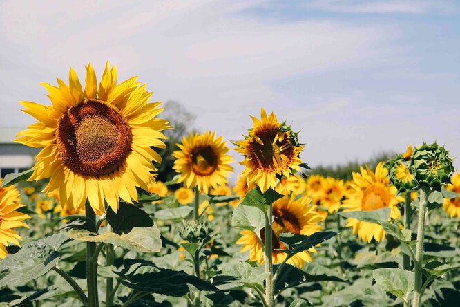 Что подарить жене на годовщину свадьбы? Фермер из Канзаса порадовал ...