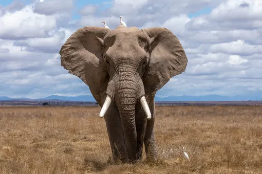 Слон нашел айфон туриста и устроил ему настоящий краш-тест