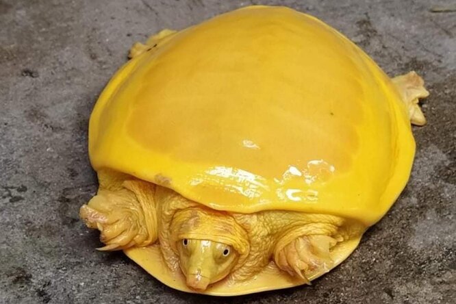 В Индии нашли редкую черепаху ярко-желтого цвета. Она похожа на сыр