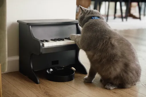 В США разработали музыкальную кормушку для котов и собак