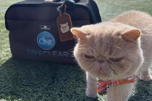 Познакомьтесь с рыжим котом по кличке Паджи — талисманом университетской футбольной команды в США Познакомьтесь с рыжим котом по кличке Паджи — талисманом университетской футбольной команды в США