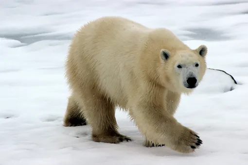 На Шпицбергене белый медведь убил менеджера палаточного лагеря