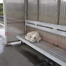 В Приморье пес две недели жил на железнодорожной платформе. Его прозвали «русским Хатико» В Приморье пес две недели жил на железнодорожной платформе. Его прозвали «русским Хатико»