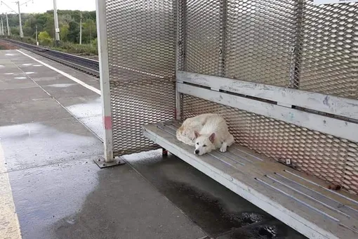 В Приморье пес две недели жил на железнодорожной платформе. Его прозвали «русским Хатико»