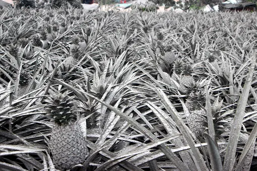 PHILIPPINES — 2020/01/13: A pineapple farm covered with ash after Mt Taal explosion. Tonight the whole town of Tagaytay City was impost a full evacuation after several tremor experiences. According to the farmers the pineapples are already damage and cant be harvested. (Photo by Gregorio B. Dantes Jr./Pacific Press/LightRocket via Getty Images)