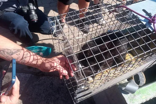 В Петербурге спасли кота, застрявшего в облицовке набережной Фонтанки. Он провел там почти неделю