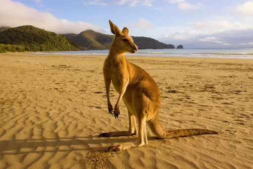 В Австралии предложили отстреливать кенгуру, чтобы спасти их от мучительной голодной смерти