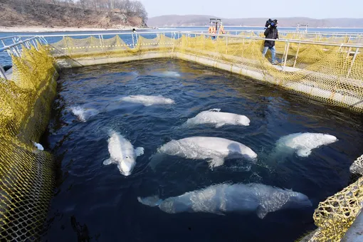 Владелец «китовой тюрьмы» пообещал отпустить животных после заявления Кремля