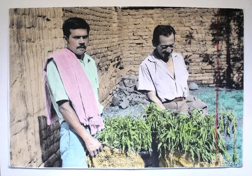 Фермеры с мешками марихуанны.