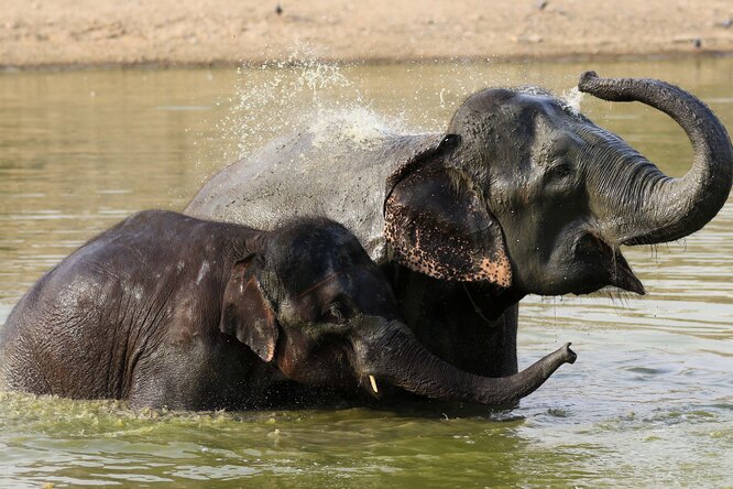 В Таиланде погибли шесть слонов. Взрослые слоны пытались спасти упавшего в водопад слоненка