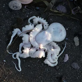 Губернатор Камчатки озвучил три версии экологической катастрофы