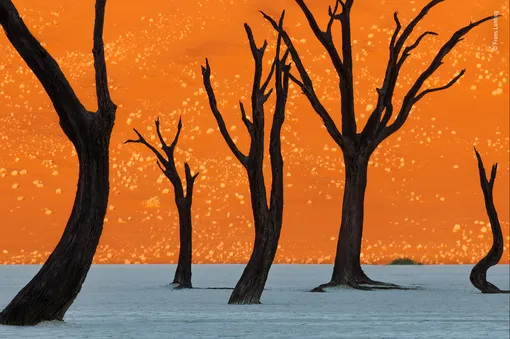 Премию за выдающиеся достижения получил голландский фотограф Франс Лантинг. Жюри отметило несколько его работ, в том числе снимок окаменевших деревьев в дюнах Намибии.