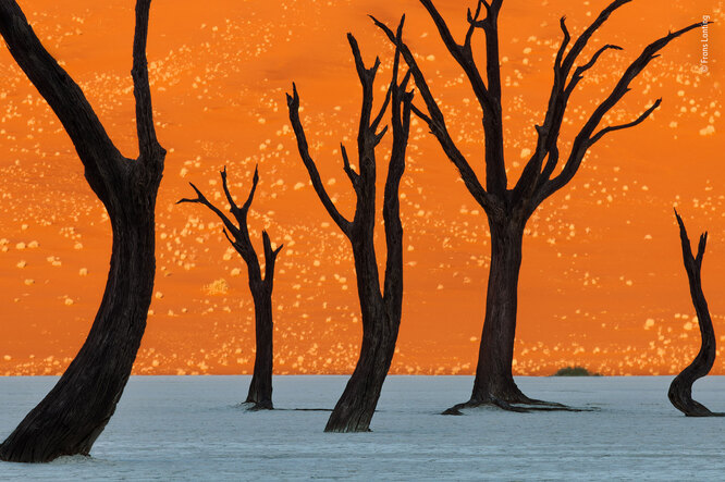 Премию за выдающиеся достижения получил голландский фотограф Франс Лантинг. Жюри отметило несколько его работ, в том числе снимок окаменевших деревьев в дюнах Намибии.