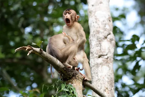 «Monkey Business.» /Comedy Wildlife Photo Awards 2020Lorenz took the photo in Kinabatangan River in Borneo, Malaysia.