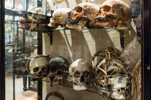 Британский аукционный дом снял с продажи древнеегипетские человеческие черепа