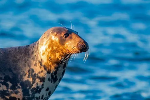 У побережья Сиэтла тюлень спасся от охотящихся косаток, запрыгнув на корму лодки