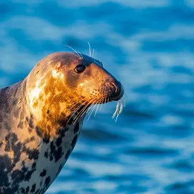 У побережья Сиэтла тюлень спасся от охотящихся косаток, запрыгнув на корму лодки У побережья Сиэтла тюлень спасся от охотящихся косаток, запрыгнув на корму лодки