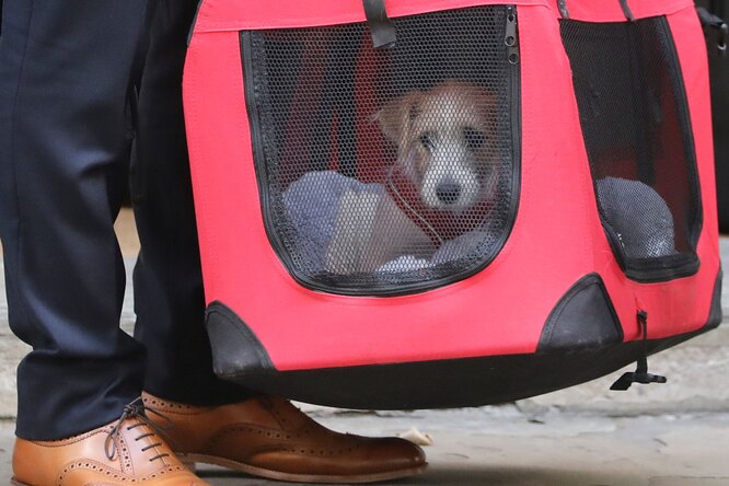 Премьер-министр Великобритании взял щенка из приюта. Теперь питомец живет в его резиденции на Даунинг-стрит