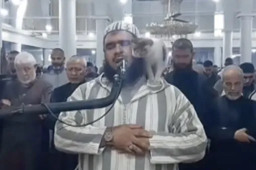 В Алжире кошка неожиданно запрыгнула на имама во время молитвы в мечети. А он и не был против