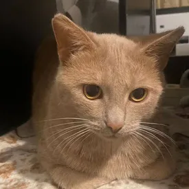 Кота Лучика, которого школьницы украли из зоомагазина, нашли на парковке в Москве Кота Лучика, которого школьницы украли из зоомагазина, нашли на парковке в Москве