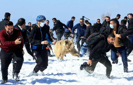 Курдские зоозащитниеи выпускают на волю спасенного дикого медведя, Дахук, Ирак.