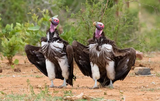 ManiacsLappet-faced vultures displaying on the ground, in Mpumalanga, South AfricaPhotograph: Saverio Gatto/Comedywildlifephoto.com