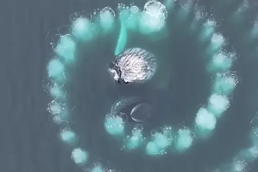 «Я cтал свидетелем завораживающего танца»: горбатые киты начертили в океане спираль Фибоначчи