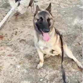 В Китае трехногий щенок по кличке Бартон, которого собирались усыпить, стал служебной собакой спецназа