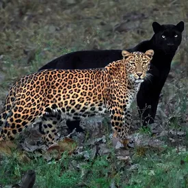 Фотографу пришлось 6 дней ждать удачного момента. Все ради одного снимка леопарда и черной пантеры