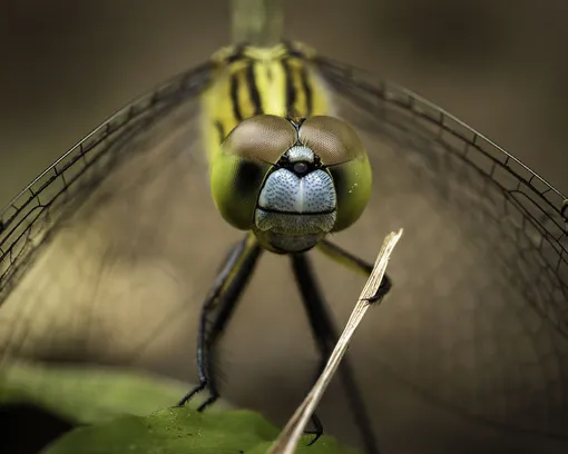 «Maestro.» Chalky Percher Damselfly, Zambales, Philippines