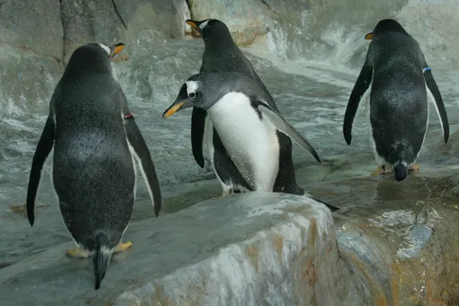 В Московском зоопарке сделали пингвина из папье-маше и отправили его шпионить за «сородичами»